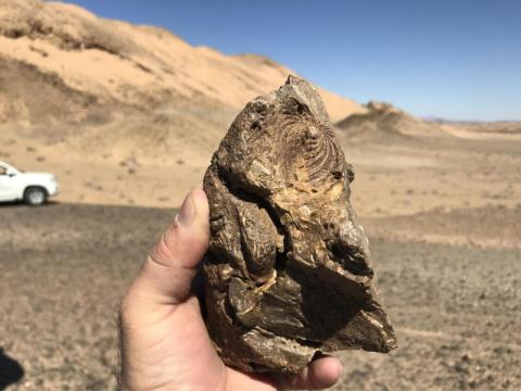 اكتشاف بقايا زواحف بحرية تعود لـ80 مليون سنة غرب السعودية