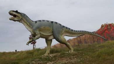 اكتشاف نوع جديد من الديناصورات في اليابان -فيديو