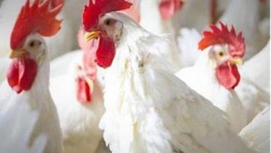 توضيح حكومي حول ارتفاع أسعار الدجاج