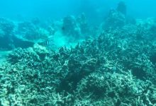 Vietnam Halts Scuba Diving off Popular Island to Protect Coral