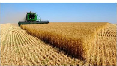 أوكرانيا تحذر من نقص عالمي في القمح وارتفاعات جديدة في الأسعار