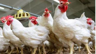 اتحاد المزارعين : مقاطعة الدجاج أكبر خطأ ارتكبه المواطن