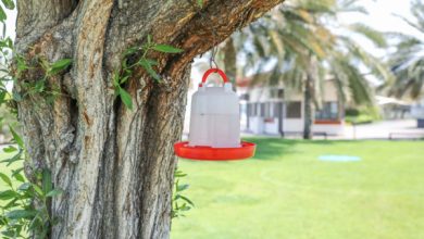 بلدية أبوظبي تطلق مبادرة "سقيا الطيور وبناء الأعشاش" حماية للتنوع البيئي