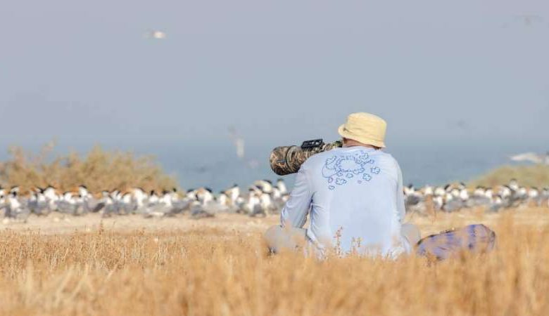 «حماية الطيور» في جمعية البيئة يرصد «الخراشن» بجزيرة كبر