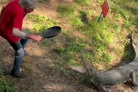 فيديو يحقق ملايين المشاهدات لمواجهة بين رجل وتمساح في أستراليا