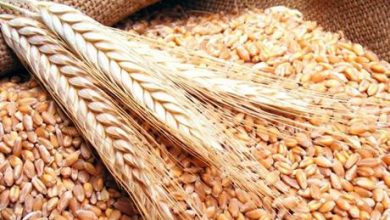 مصر تسعى لشراء كمية غير محددة من القمح في ممارسة دولية