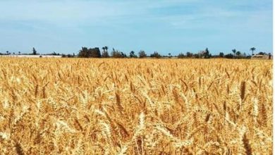 مصر تورد 3.5 مليون طن من القمح خلال موسم الحصاد الحالي
