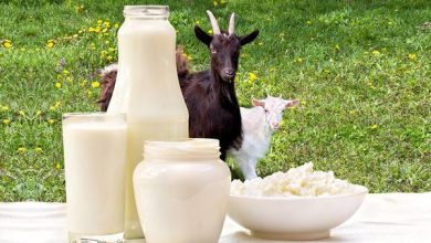 ٣ فوائد تجعل حليب الماعز مغذيًا مثل حليب الأم للأطفال