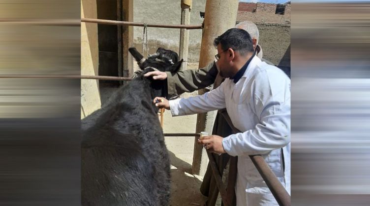 بني سويف: تحصين 83 ألف من رأس ماشية ضد الحمى القلاعية والوادي المتصدع