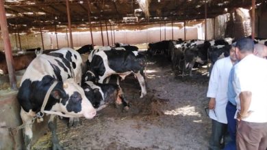 حملات للنظافة واستمرار أعمال الحملة القومية لتحصين الماشية في سنورس