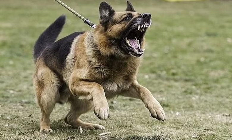 نيوزيلندا... 4 كلاب تمزق صاحبها حتى الموت والشرطة تحذر سكان المنطقة