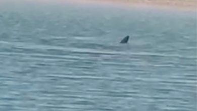 «القرش الحوتي» غير خطر على رواد البحر