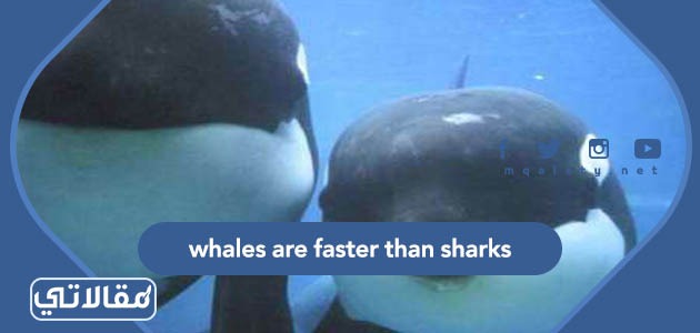 whales are faster than sharks صواب ام خطا
