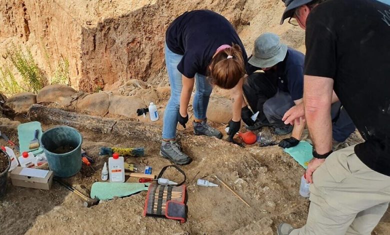 اكتشاف ناب فيل عملاق من عصور ما قبل التاريخ في جنوب إسرائيل