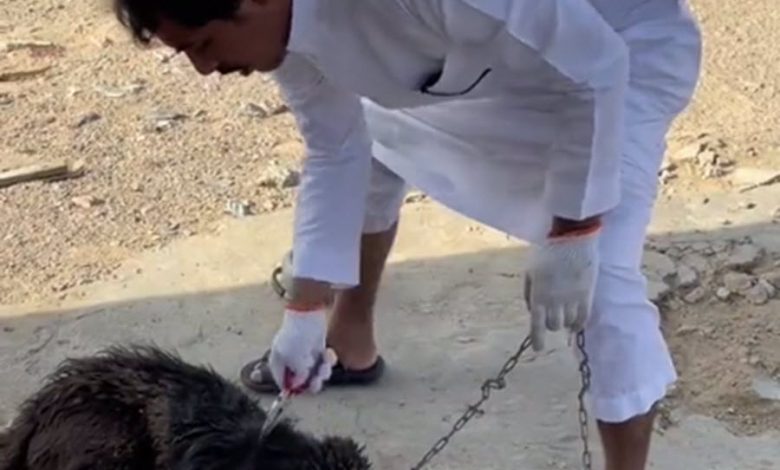 الراحمون يرحمهم الرحمن.. مواطن ينقذ كلبا وسط الصحراء (فيديو) -