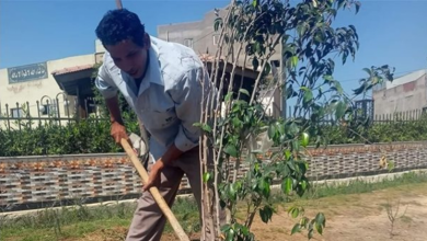 زراعة 981 شتلة ضمن مبادرة زراعة 100 مليون شجرة بديرمواس