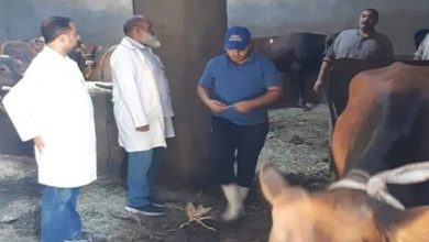 لجان بيطرية لتحصين الماشية ضد الحمى القلاعية بالفيوم