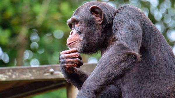 خطف ثلاثة صغار شمبانزي في الكونغو الديموقراطية وطلب فدية لإطلاقها