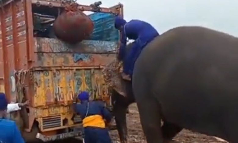 مزارعون يستعينون بـ«فيل» لدفع 3 شاحنات عالقة بالوحل (فيديو متداول)
