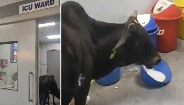 فيديو صادم لبقرة تقتحم مستشفى وتأكل نفايات كورونا