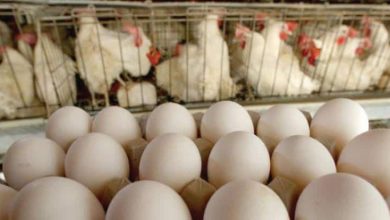 اتحاد منتجى الدواجن: ننتج 40 مليون بيضة يوميًا ونستهدف الوصول لـ 60 مليون بحلول 2030