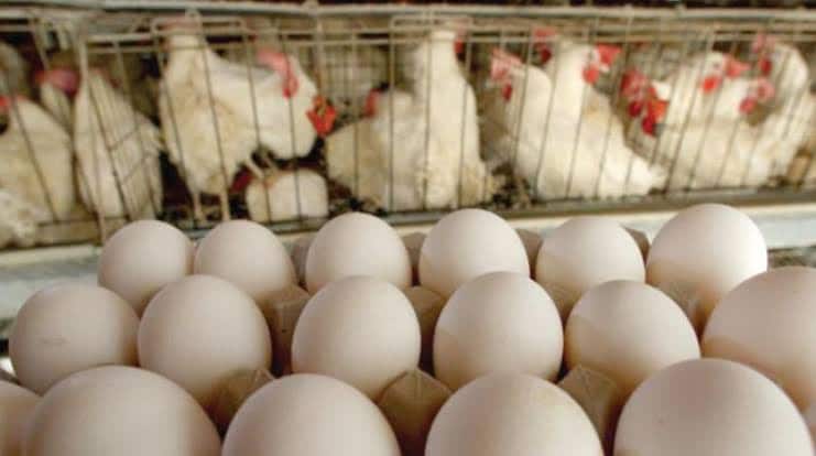 اتحاد منتجى الدواجن: ننتج 40 مليون بيضة يوميًا ونستهدف الوصول لـ 60 مليون بحلول 2030