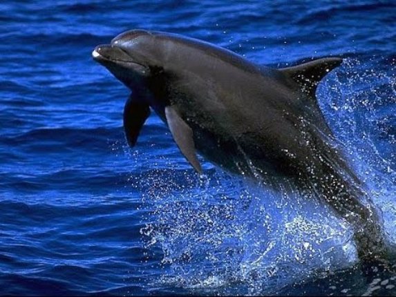 الحرب الروسية الأوكرانية تهدد دلافين البحر الأسود بالانقراض!