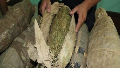 براءة متهمين من حيازة 20 لفافة من مخدر البانجو في مدينة الزرقا بدمياط