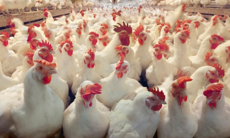 بريطانيا: فرض حجر صحي على مزارع الدواجن بسبب أكبر انتشار لإنفلونزا الطيور