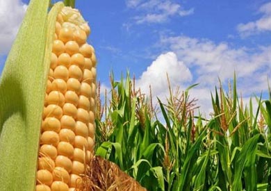 الزراعة: الإفراج عن 145 ألف طن مستلزمات أعلاف من الذرة وفول الصويا بـ70 مليون دولار