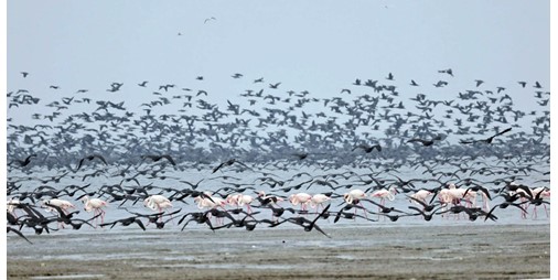 حماية البيئة الظهور المفاجئ لطيور اللوهة بالكويت في طريقها إلى قزوين باعث للبهجة
