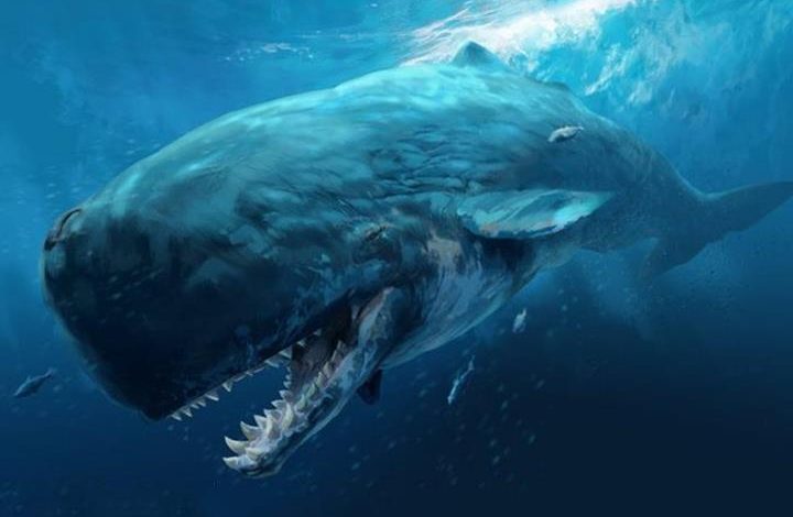 دراسة مذهلة تكشف سر ضخامة الحيتان.. تعرف على الأسباب