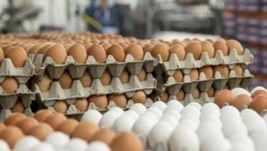 شكاوى من ارتفاع أسعار بيض المائدة في الأردن بنحو 70 قرشا