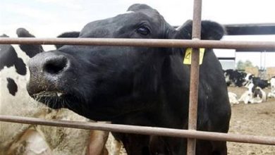 عودة «جنون البقر» إلى هولندا لأول مرة منذ 2011 - أخبار السعودية