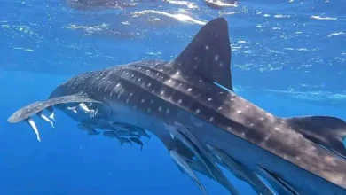 القرش الحوتي يظهر من جديد على سواحل البحر الأحمر (صور)