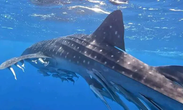 القرش الحوتي يظهر من جديد على سواحل البحر الأحمر (صور)