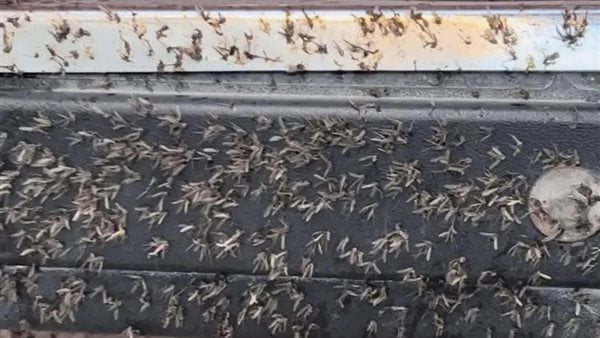 تحذير عاجل من وزارة الزراعة حول هجوم حشرات طائرة بسبب التغيرات المناخية