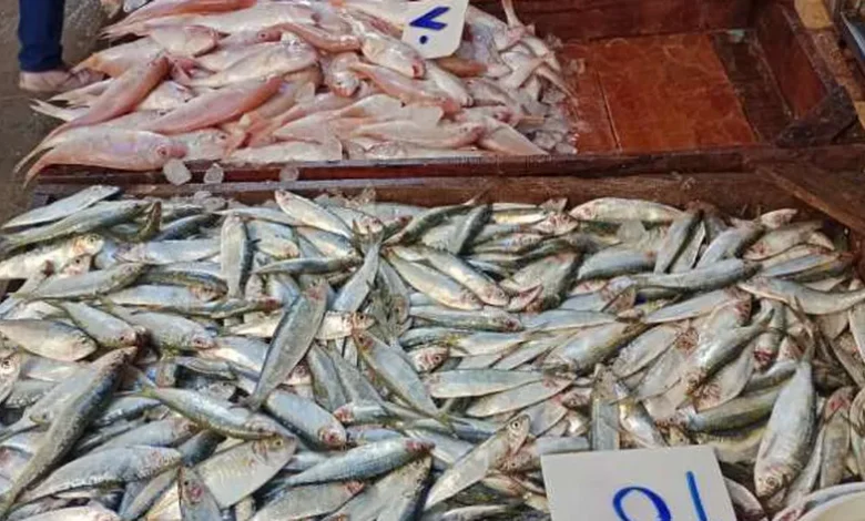 تراجع أسعار الأسماك في الإسكندرية.. و«البلطي» الأكثر مبيعا