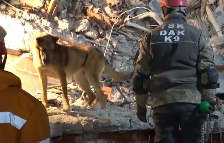 كلب يساعد في إنقاذ 12 شخصًا من تحت الأنقاض (فيديو)