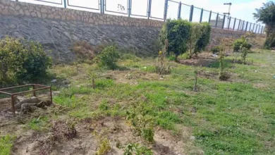 محافظ الإسكندرية: زرعنا 46 ألف شجرة في عدد من الأحياء 