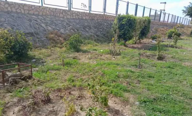 محافظ الإسكندرية: زرعنا 46 ألف شجرة في عدد من الأحياء 