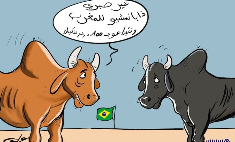 أبقار البرازيل