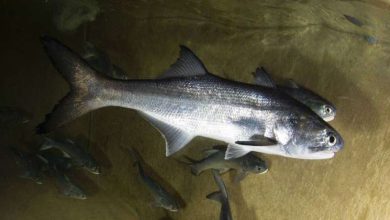 «الأبحاث» ينجح في استزراع أسماك «الشيم» لأول مرة في‎ الأحواض