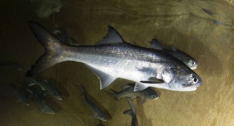 «الأبحاث» ينجح في استزراع أسماك «الشيم» لأول مرة في‎ الأحواض