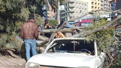 تعطل حركة المرور جراء سقوط شجرة بسبب الرياح الشديدة في مدينة الفيوم