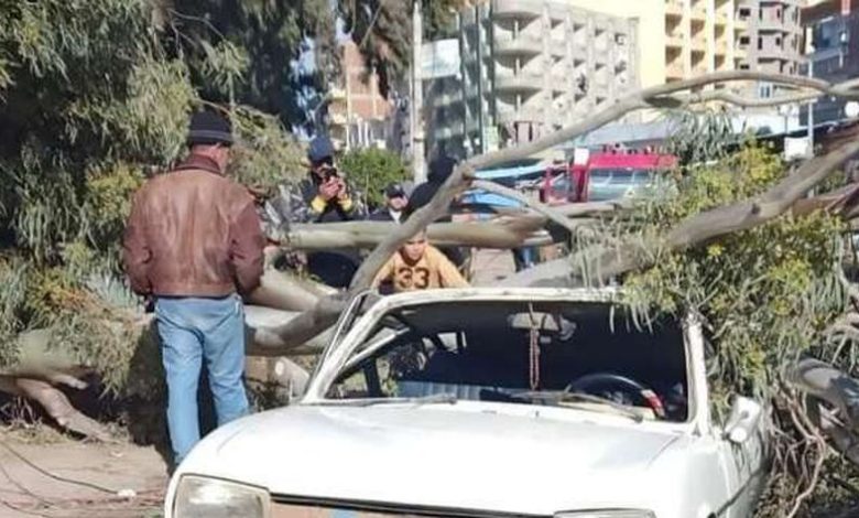 تعطل حركة المرور جراء سقوط شجرة بسبب الرياح الشديدة في مدينة الفيوم