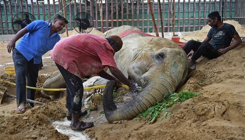 عمال حديقة حيوان في باكستان حول فيل يحتضر (تويتر)  