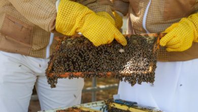 "أبوظبي للزراعة":بدء إنتاج ملكات الجيل الثامن من سلالة النحل الإماراتية