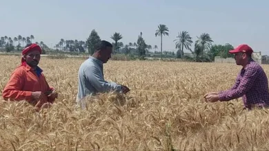 توريد القمح في الإسكندرية يصل 14.2 ألف طن.. والزراعة تنفذ 5 إجراءات 
