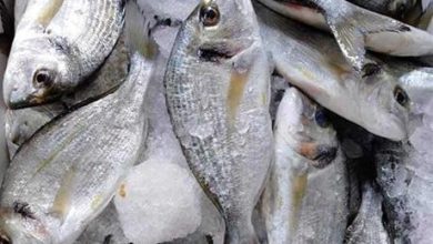 جمعية مربي الأسماك تنفي استخدام مزارع مخلفات الدواجن كغذاء